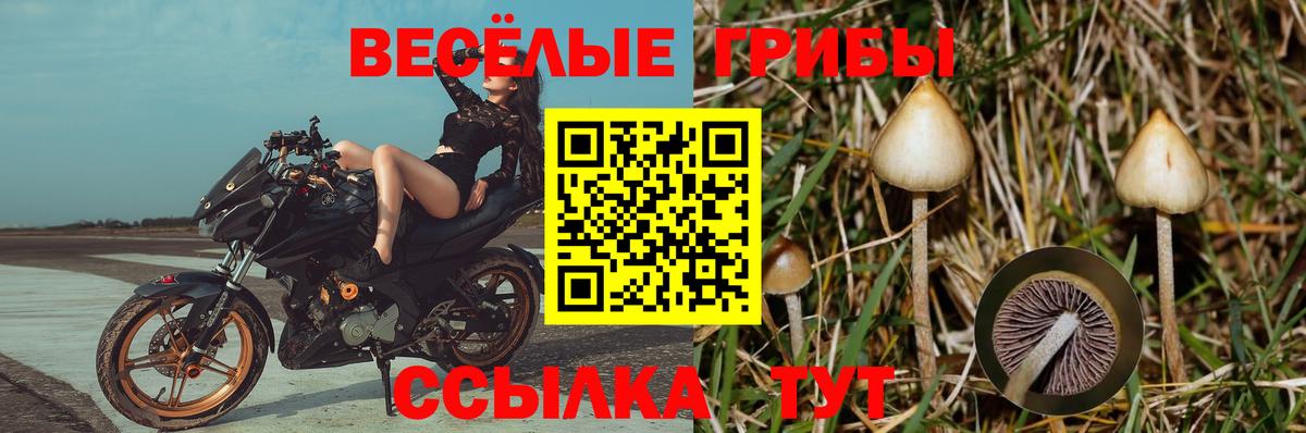 Псилоцибиновые грибы GOLDEN TEACHER  Вход с VPN  Моздок  дарнет шоп  Галлюциногенные грибы GOLDEN TEACHER 